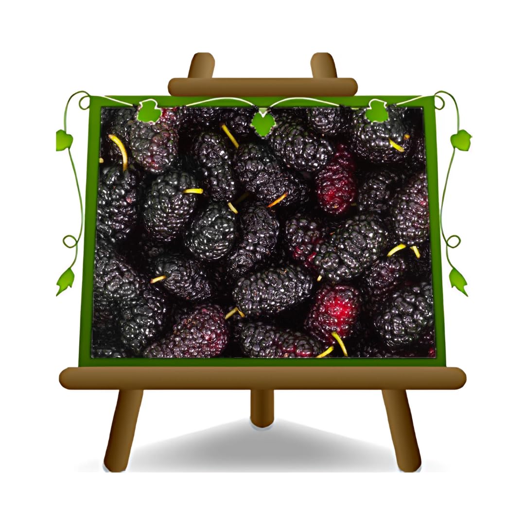 Albero Gelso Vaso Gelso Regina Nero In Vaso - Albero Da Frutto 180-200 Cm Pianta Gelso Vaso 26 Cm