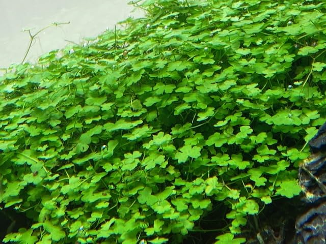 Amazon.co.jp: オーストラリアン ノチドメ (30葉) 無農薬・スネール