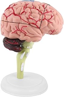 Disassembled Medical Anatomical Human Brain Model PVC Brain Demonstration Structural Model with Base for Study Classroom Display Teaching