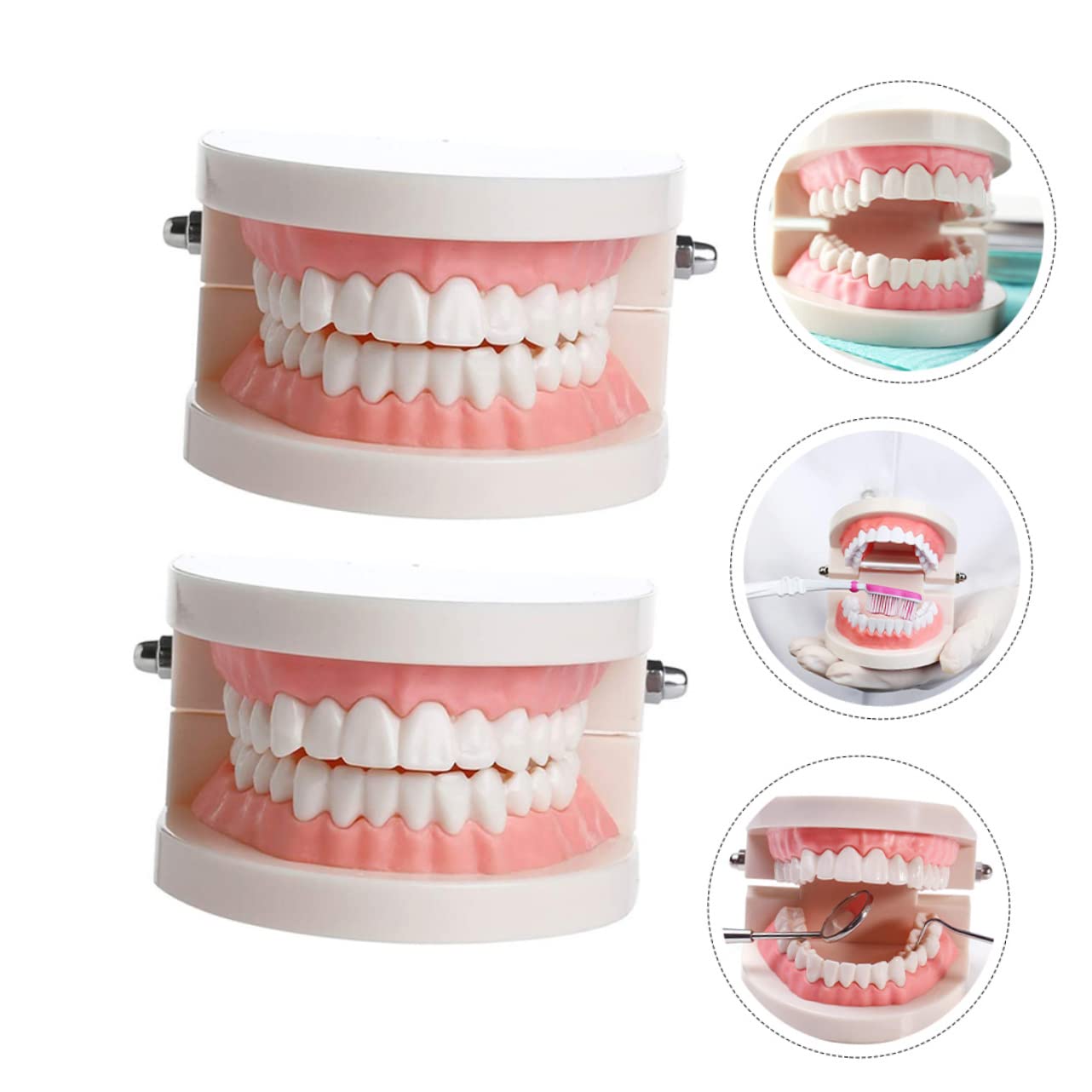 Cabilock Standard Dental Model for Boys and Girls Educational Oral Cavity Typodont Child Teeth Model for Teaching Dental Hygiene and Anatomy