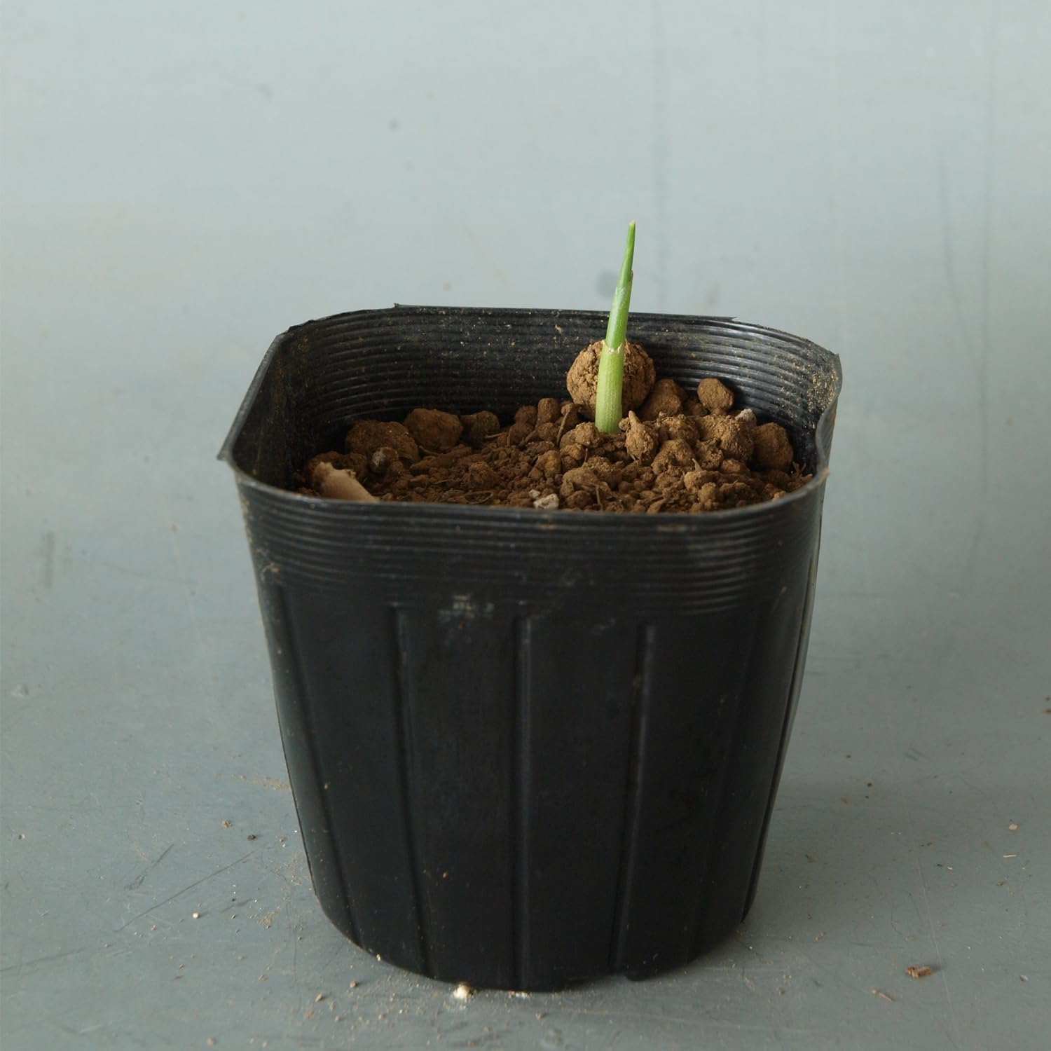 ポリポット植えミョウガ苗 Amazon | たくさん芽が出るみょうが 苗 4株 9cmポリポット苗 ミョウガ