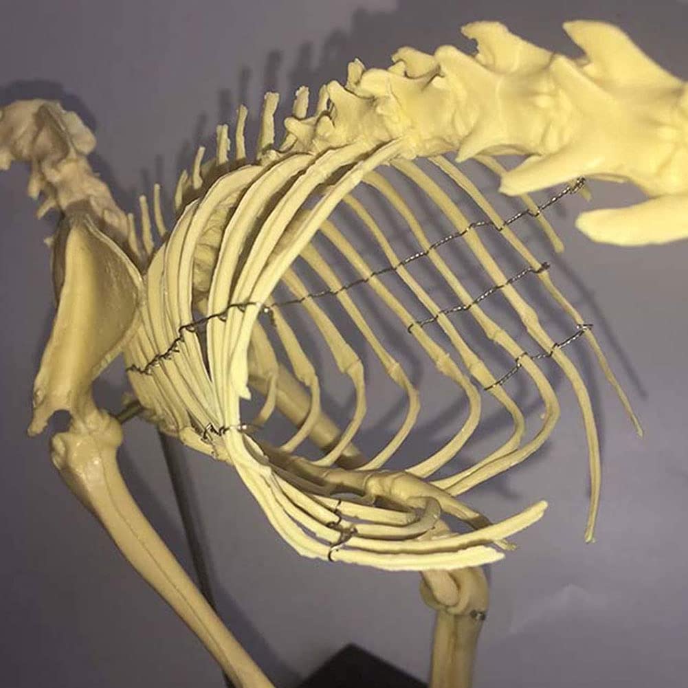Amazon.co.jp: 猫の骨格モデル、1：1等身大の動物の骨格の解剖学的