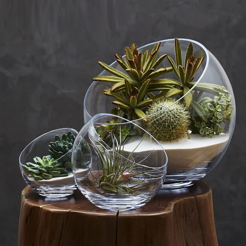 Seasons Sphere Terrarium Plant - Glazen Bol | Best Deals Online BV