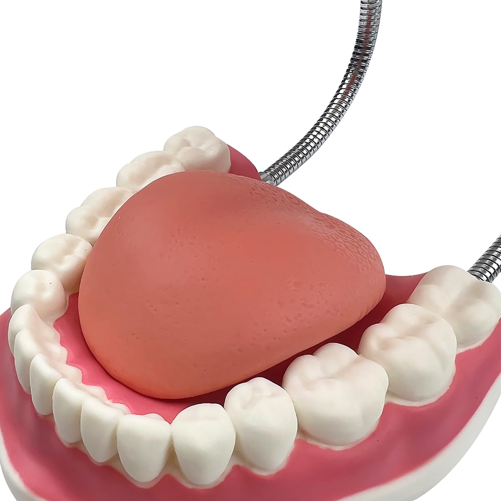 Grand modèle de dents anatomiques pour enseignement des dentistes avec brosse à dents 22 x 15 x 14 cm