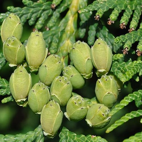 Miniatura 5 de KVITER 50 semillas de árbol Thuja (ArborvitaeThuja Occidentalis), semillas de árbol de arborvitae americano, plantas de paisajismo de rápido