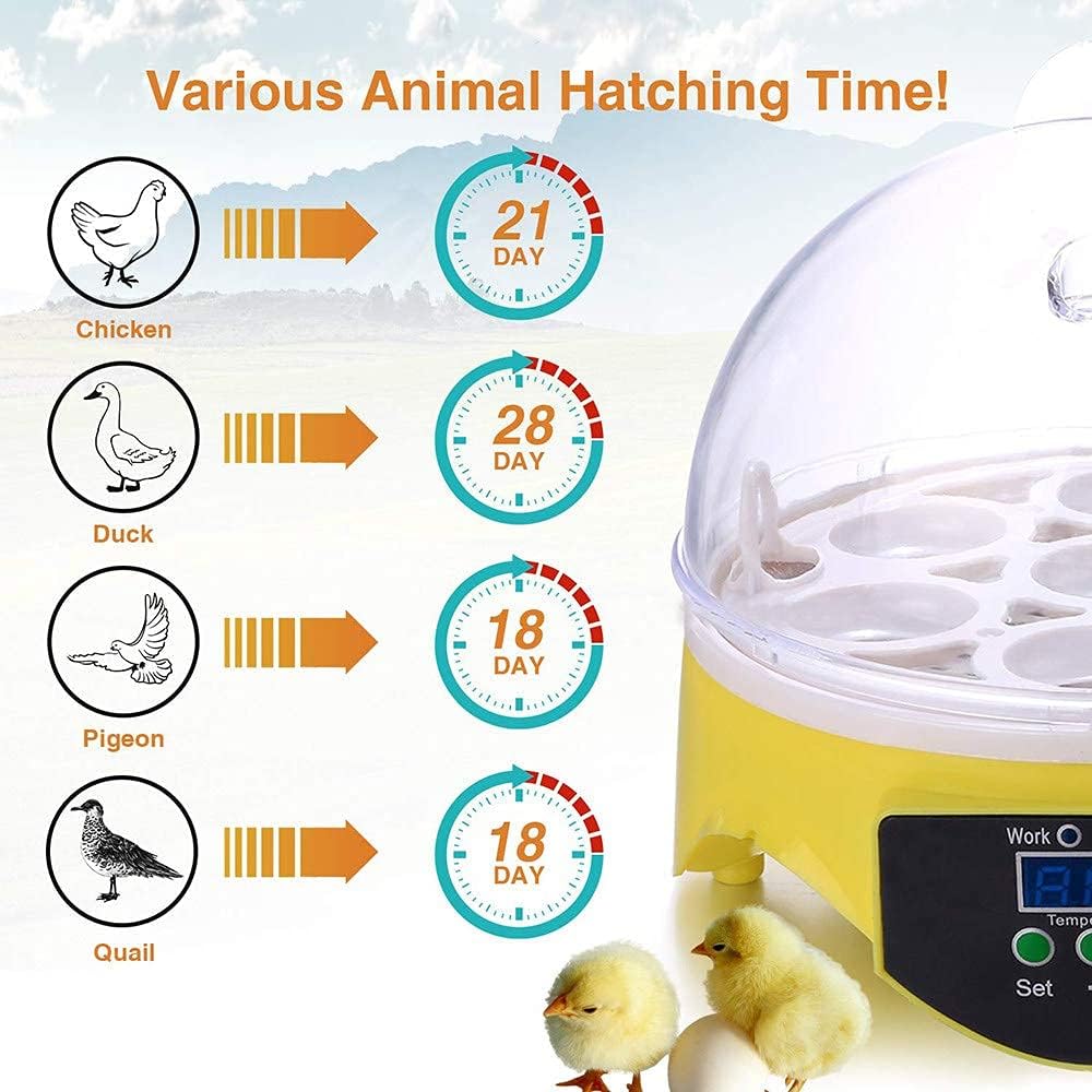 Incubatrice per 7 Uova, incubatrici per Uova da cova, Mini incubatrice Automatica per polli, Anatre e oche, incubatrice per Uova con girauova Automatico dal Design visibile.