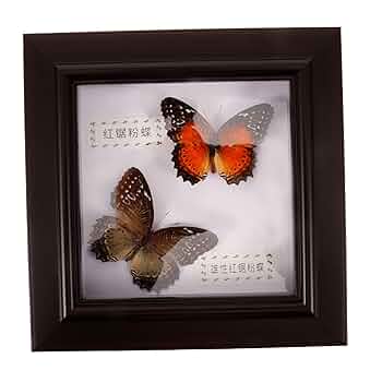 ファブリック　フォトフレーム　ちょうちょ hwl01.jpg