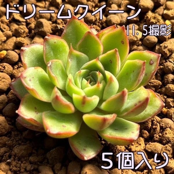 【新入荷】エケベリア　韓国苗　パープルスプリングドリーム　超特大　多肉植物 新入荷｜送料込】エケベリア 韓国苗 超大苗 パープルスプリング