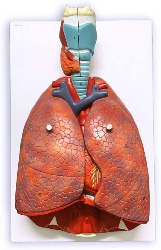Amazon.co.jp: 実物大の人間の肺呼吸器系モデル、51個の部品表示