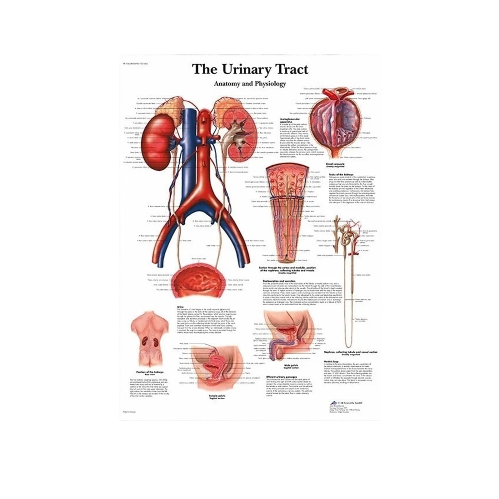 Toile imprimée de l'anatomie musculaire et oculaire avec schémas médicaux détaillés en 50x70