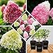 Produktbild Hortensien Winterhart Paniculata Collection (3 Pflanzen) - Hydrangea pflanzen aus Holland - Echte Garten Hortensie (kein Samen, Kunstblumen und nicht künstlich) - Mehrjährig Balkonpflanzen