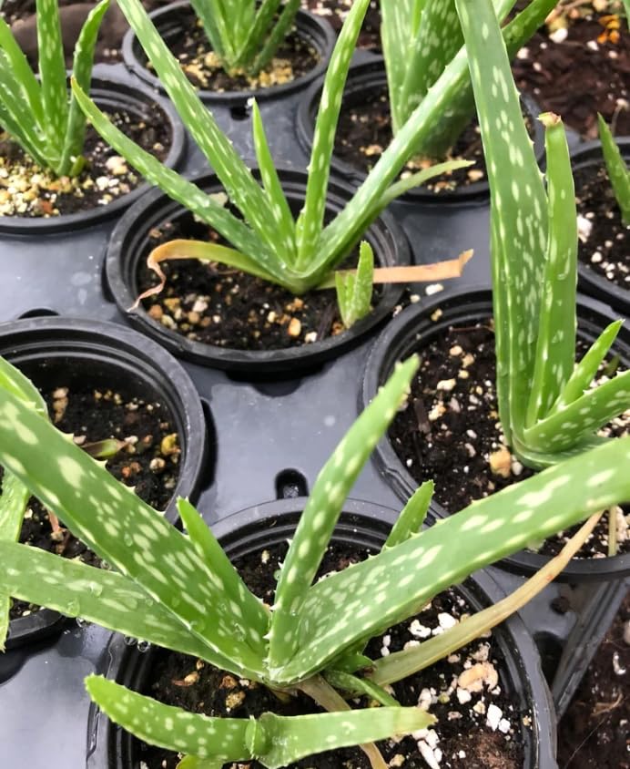 Amazon.com : Generic Aloe Vera (Aloe Barbadensis) Live Plant, 4-Inch Pot  BSBD, green : Patio, Lawn & Garden