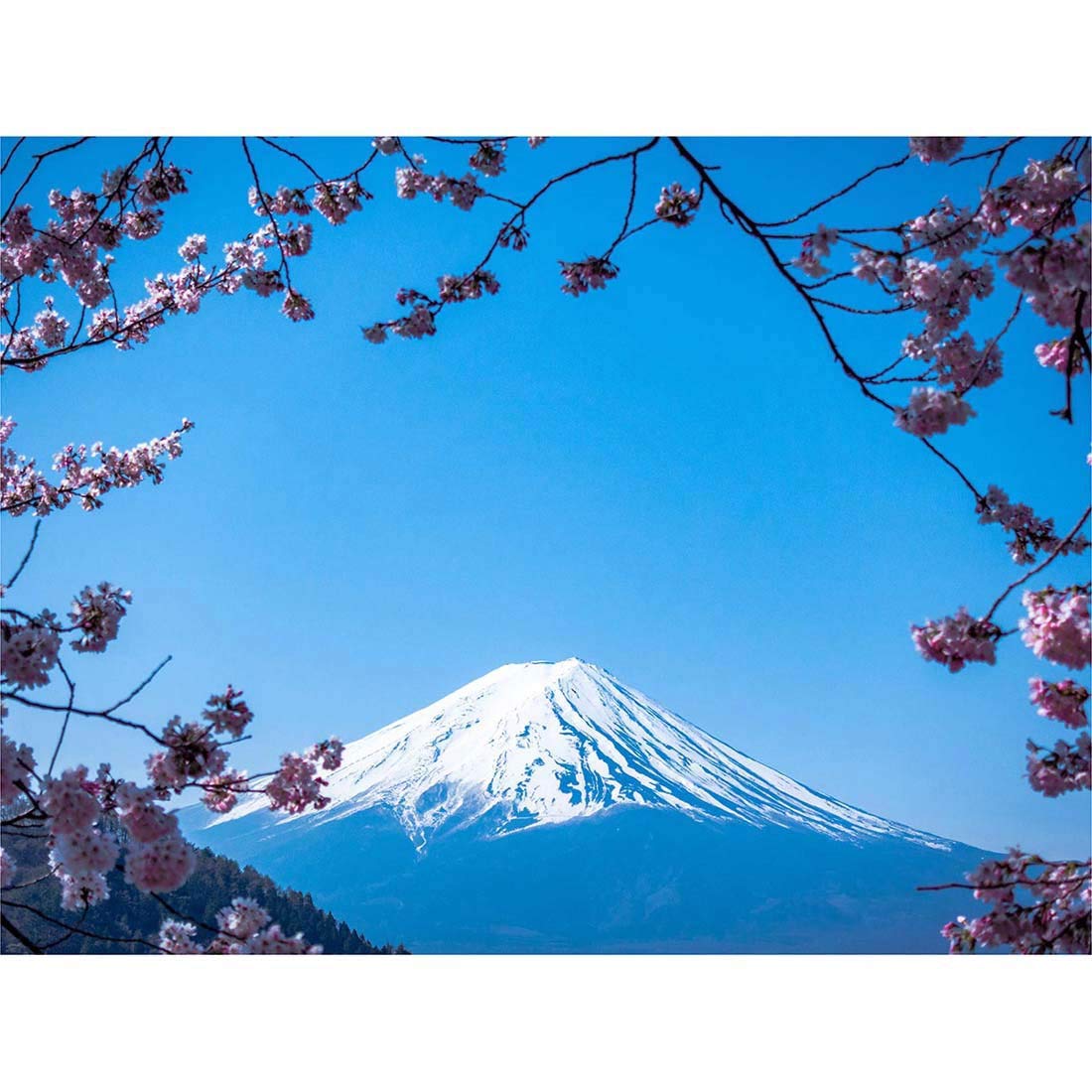 Artery8 Unframed Wall Art Ying Cherry Blossom Mount Fuji Japan12X16 Inch from B&Q
