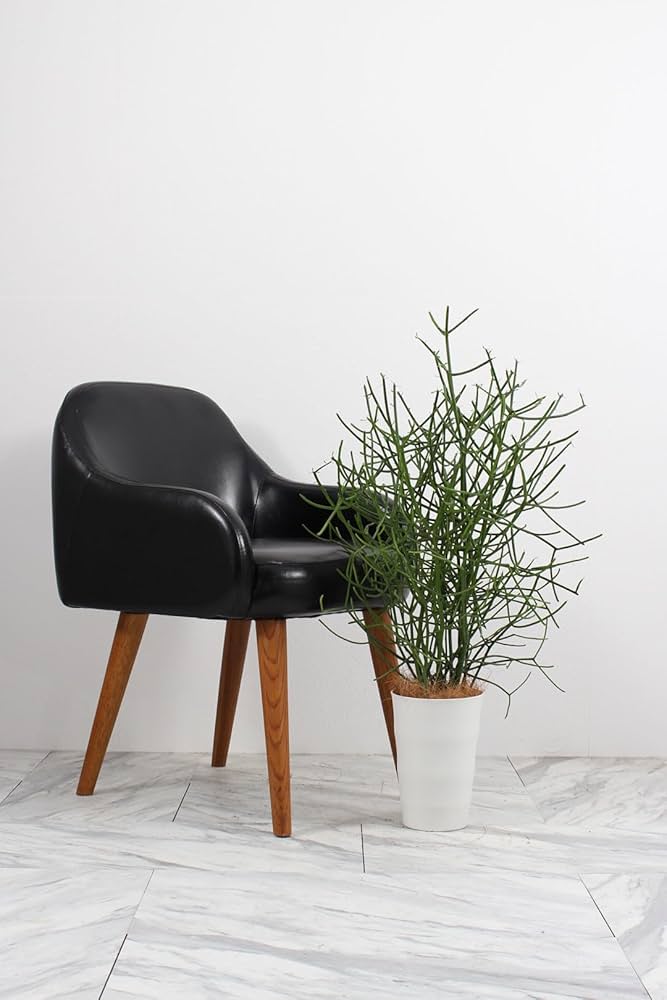 Amazon｜ミルクブッシュ 6号 受け皿付 【観葉植物 本物 ユーフォルビア