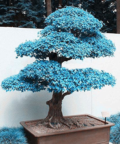 Big Sales!!! 20pcs Blue Maple Seeds Chinese Rare Blue Bonsai Maple