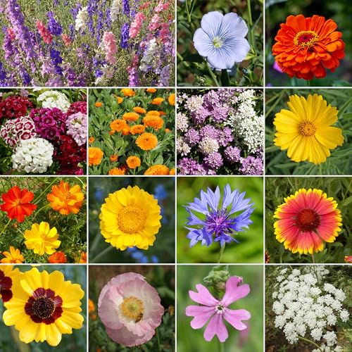 Image of Ferry-Morse Mediterranean Bulk Wildflower Seeds, 200,000+, 1 lb