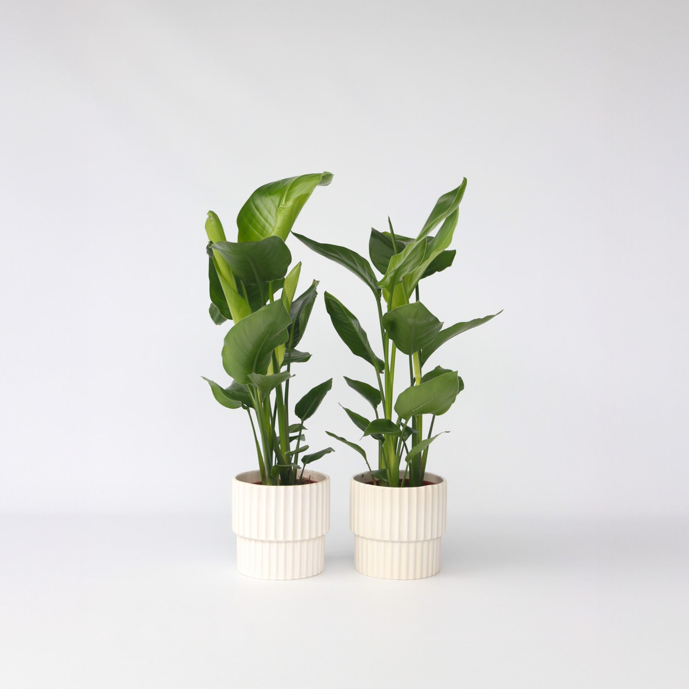 philodendron thai sunrise variegated Philodendron Thai Sunrise main image 0