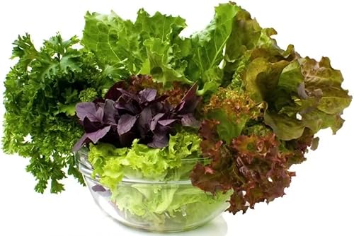 Miniatura 3 de Mezcla de lechuga de interior - 20 días para ensalada - Vegetales tradicionales - Sin OMG