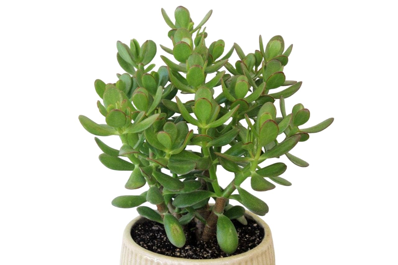 Good Luck Jade Plant | Crassula Ovata | Live Indoor Plants | Gifting Home Decor | Best for Home & Office (Jade Plant_400G) (B0DD3WFQW7) Amazon Price History, Amazon Price Tracker