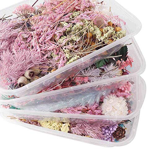 Flores Secas en Caja para Artesanía y Decoración miniatura 4
