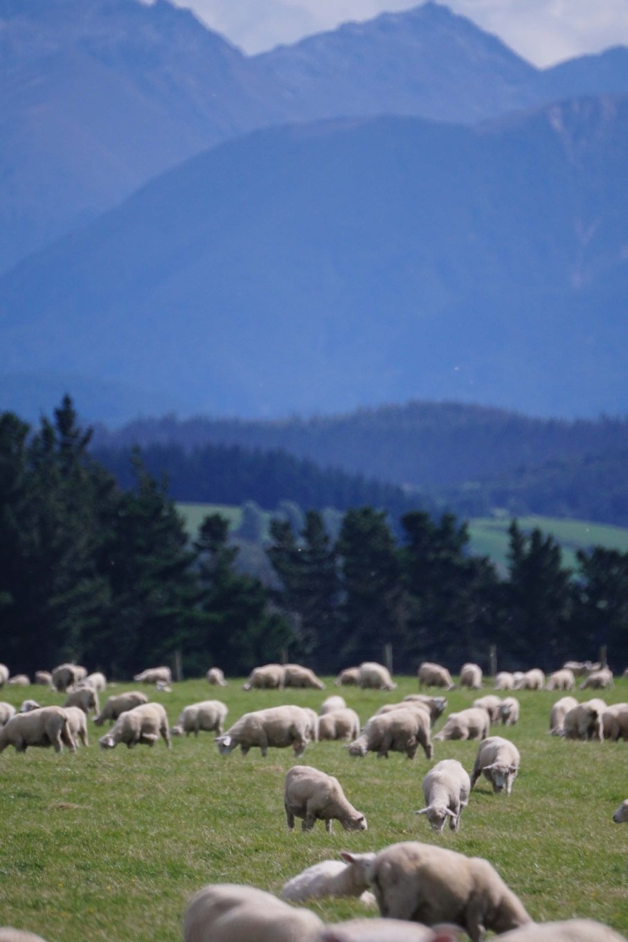New Zealand Sheep Farm Journal: 150 page lined notebook/diary