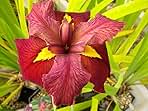 Louisiana Iris Bog Pond Plant - Ann Chowning - Red Louisiana Iris Marginal Pond Plant from AquaLeaf Aquatics