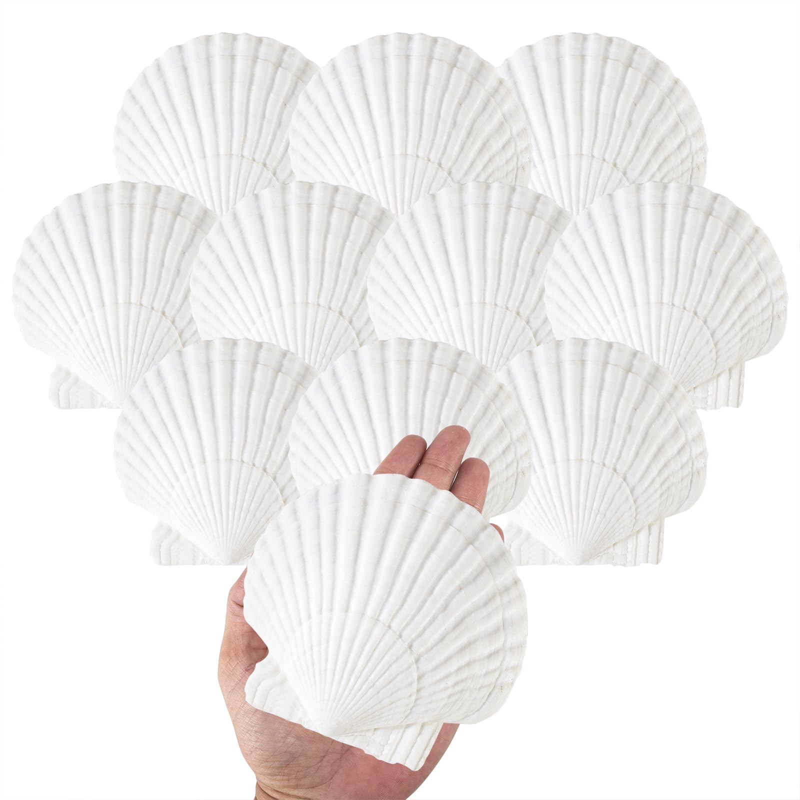 10PCS Natural Scallop Shells White Sea Shells for Decorating from Sea Beach Real Seashells for DIY (10PCS 3"-4")