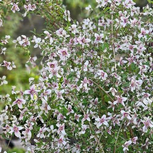 gelsomino giardino del balcone tetti scalapante decorazione degli interni esotici semi primavera giardino interno 55pcs