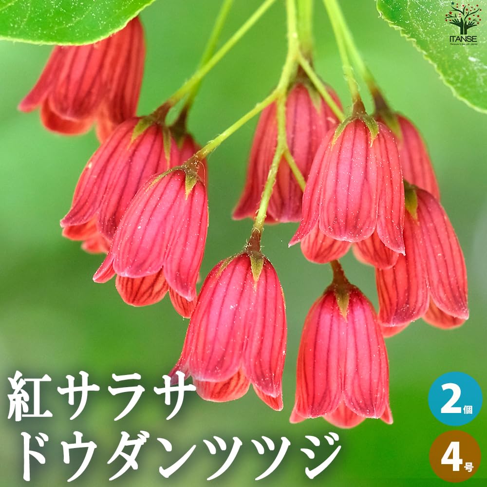 Amazon.co.jp: ITANSE 紅サラサ ドウダンツツジ 4号鉢 2個セット