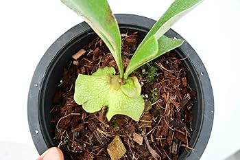 P.veitchii wild Australia sporeling② @bikamori.com beech-wild