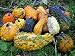 Lunch Lady Gourd 20 Seeds - Wild Mix of Gourds!