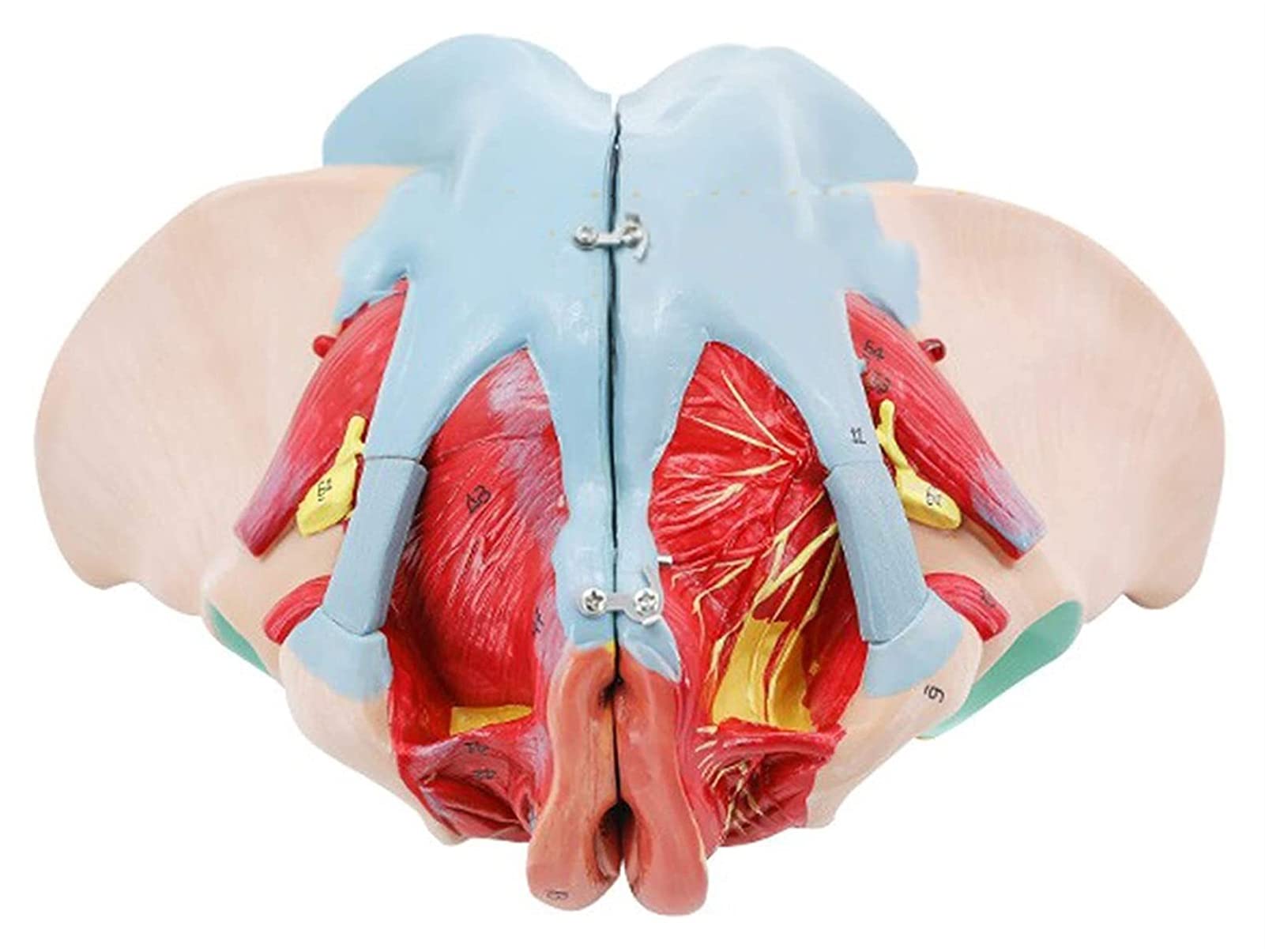 Female Pelvis Anatomy Model Pelvic Vascular Nerve Model Pelvic Floor Muscle Model Structure Female Anatomical Model