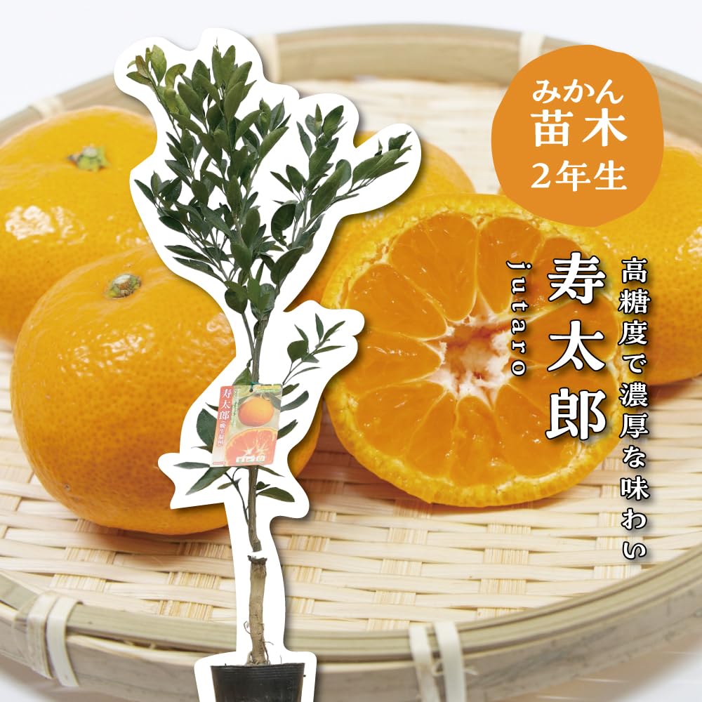 Amazon.co.jp: 寿太郎温州 【特等2年生苗木】 苗木 みかんの木
