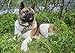 Hund und günstig Kaufen-LHJOY puzzle-1000-teile Amerikanischer Akita-Hund, der auf Gras-Tier liegt Geburtstagsgeschenk 75x50cm