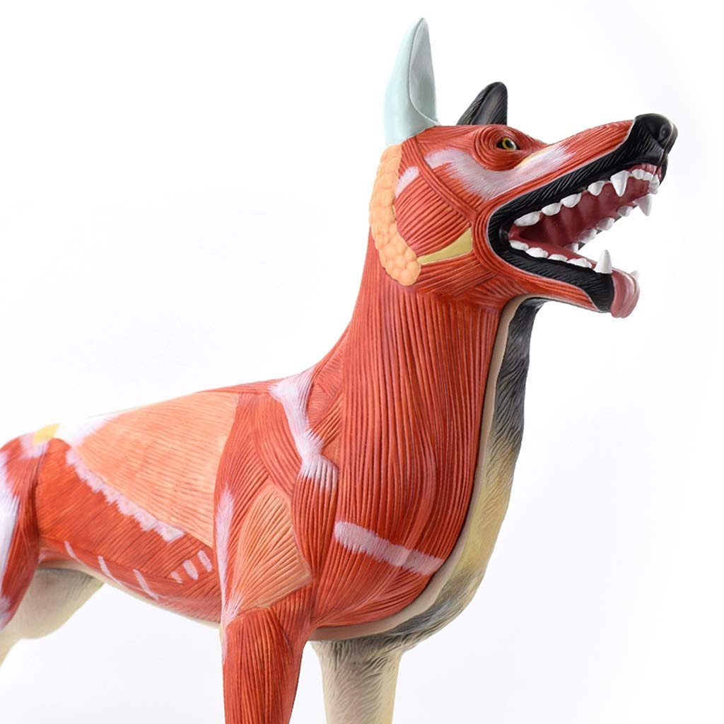Modelo de Perro - Modelo de Muestra de Telas musculares de órganos anatómicos para Perros - para demostración o clínica Veterinaria Pastoral Pastoral Ayuda a la Ayuda de la capacitación