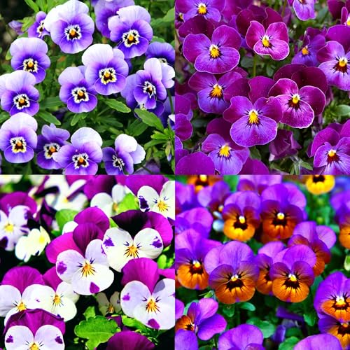 CarpetC Pansy Seeds