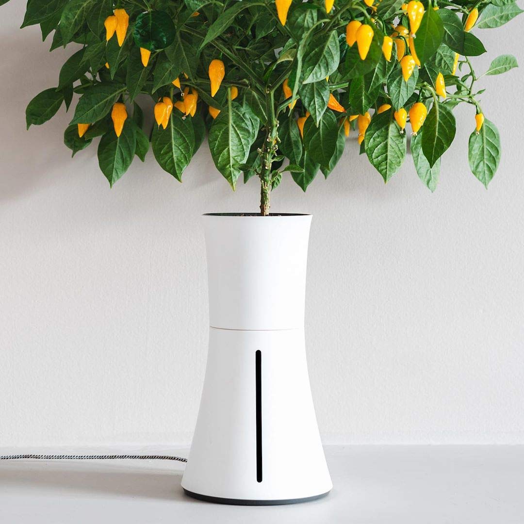 BOTANIUM(ボタニアム) 水耕栽培キット ローレルグリーン Amazon｜BOTANIUM(ボタニアム) 水耕栽培キット ローレルグリーン｜栽培