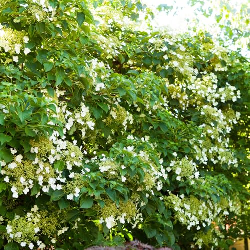 Kletterhortensie Hydrangea petiolaris mittelstark duftend, schnellwachsend, kletternd bis 800cm, winterhart