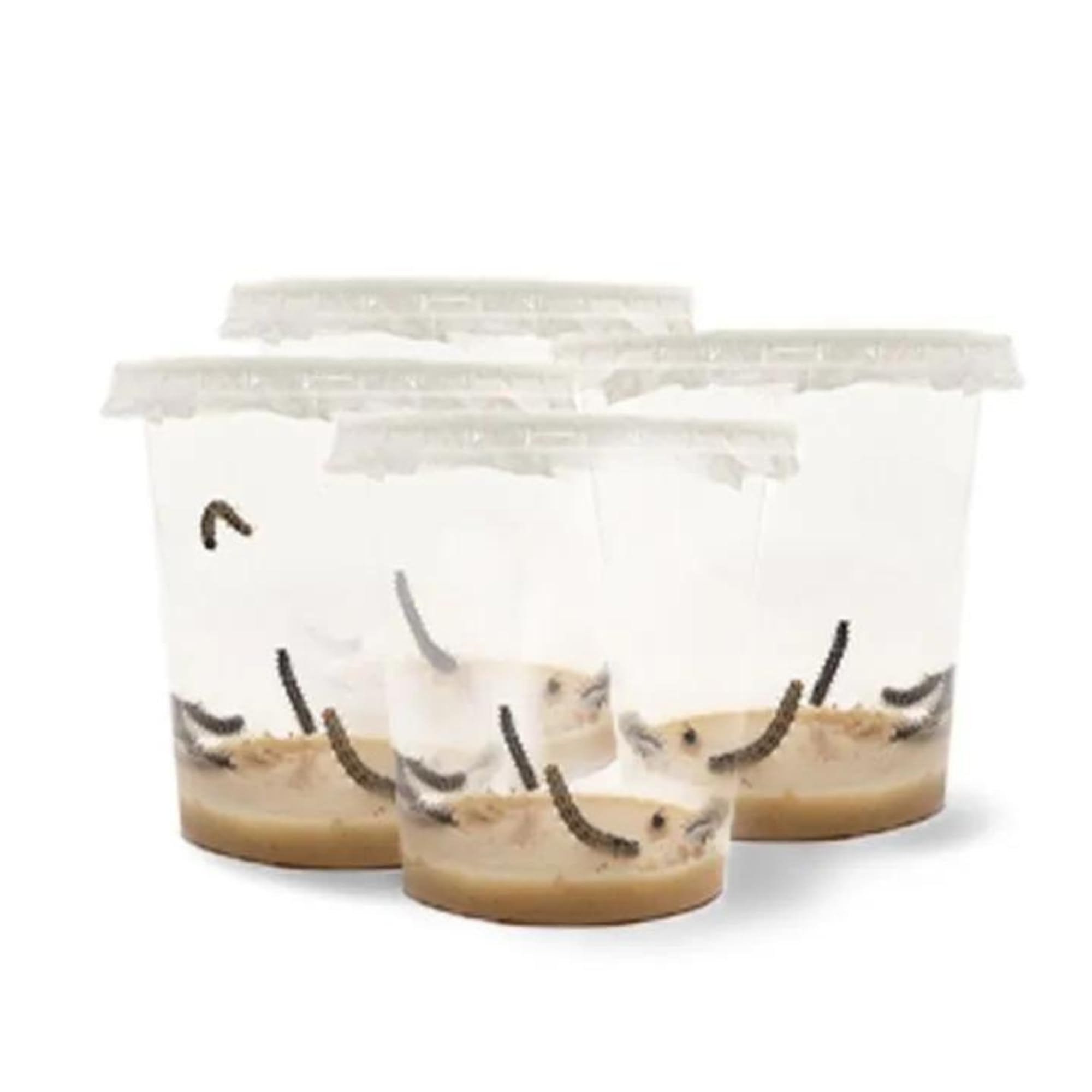 LEPITERRA® Caterpillar Cups - Caterpillar Refill Set - 4 Caterpillar Cups (Each Approx. 7 Caterpillars) | Ideal Addition to Butterfly Habitat | Breeding Butterflies [Success Guarantee] | Domestic