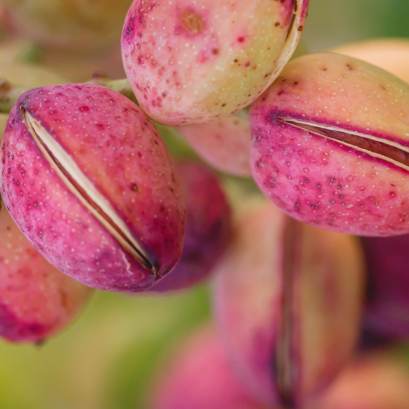 M-Tech Gardens Rare Pista/Pistachio Fruit Plant (Pistacia vera, Hybrid) Exotic 1 Live Fruit Plant