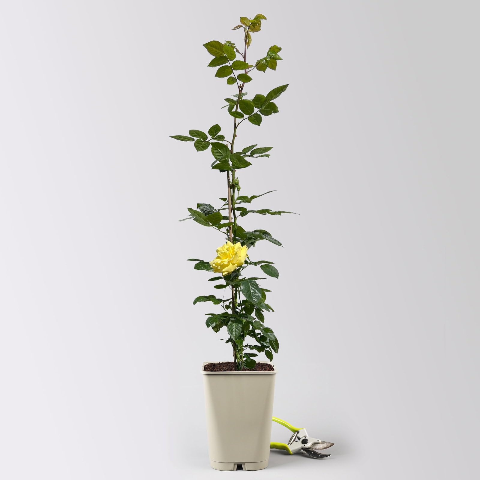 Beetrose „Westart®“ 4er-Set- leuchtend gelb blühende ADR-Topfrose im 6 L Topf - frisch aus der Gärtnerei - Pflanzen-Kölle Gartenrose