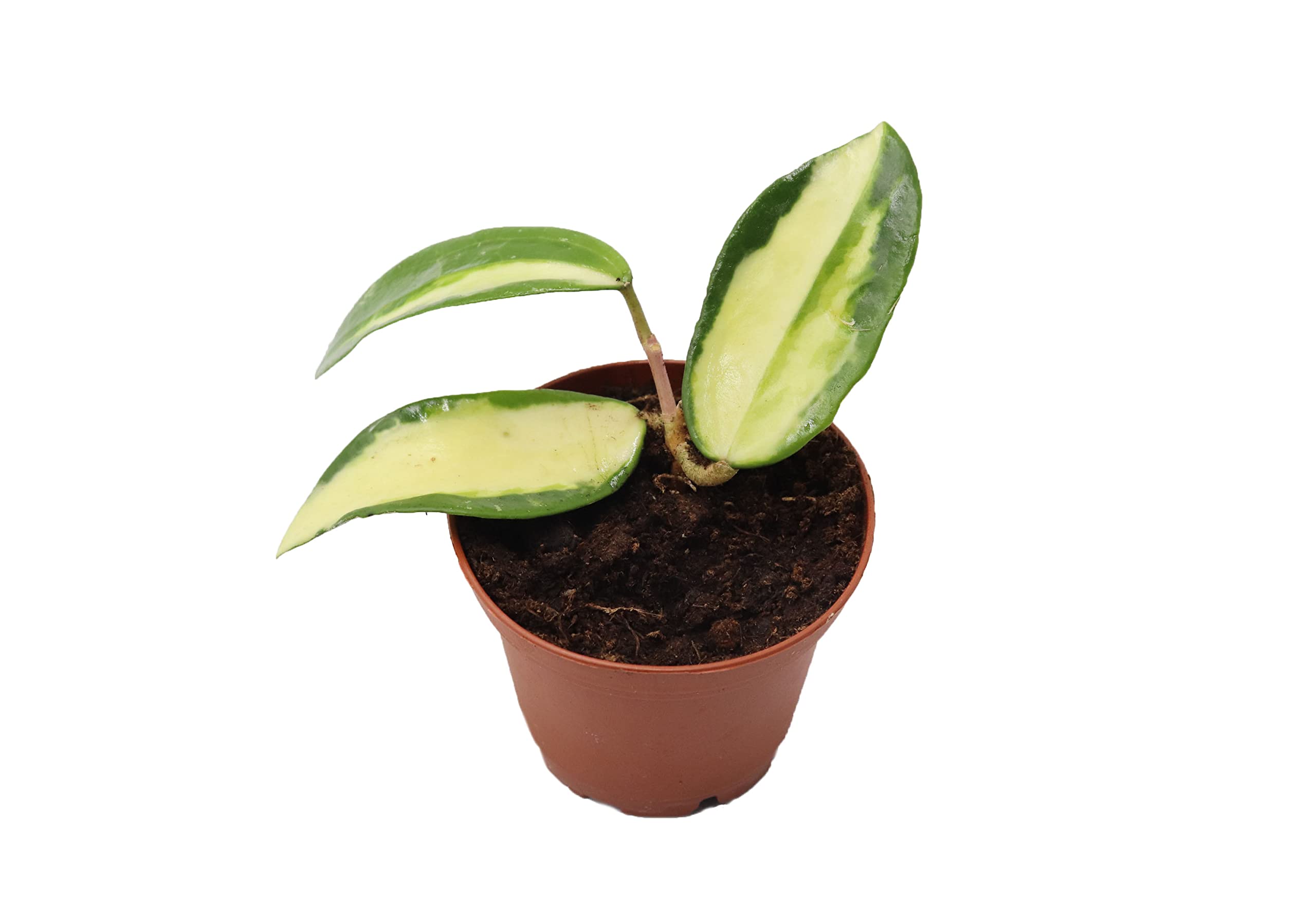 Hoya Variegated: Unlock the Beauty of Rare and Stunning Varieties
