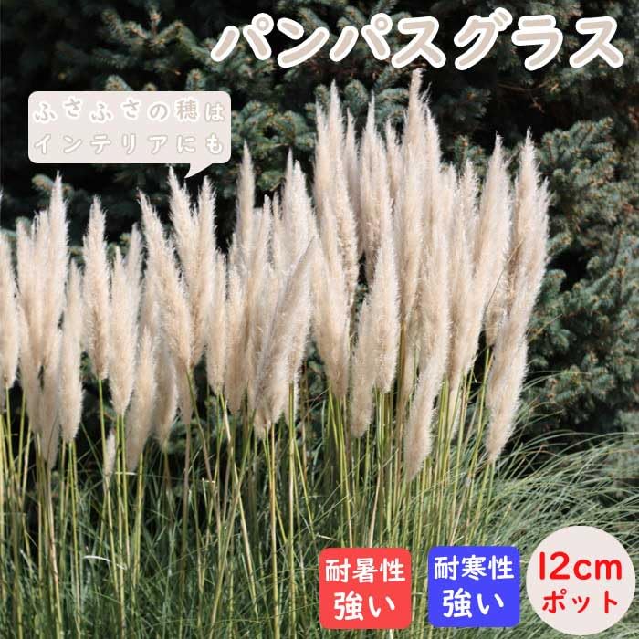 パンパスグラス　大量270本 Amazon.co.jp: 宿根草 苗 パンパスグラス 12cmポット ボーダー