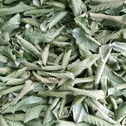 HELLOYOUNG Té De Hierbas Orgánico De Hoja De Guayaba a Granel Té De Hierbas Especial Tea De Hierba Con Sabor a Frutas Mixtas Tea Perfumado Para Suavizar Los Movimientos (500g)