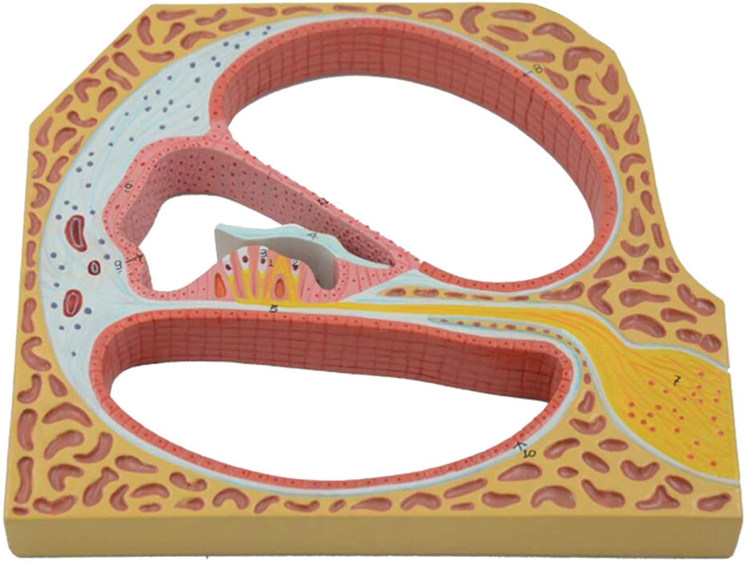 Menschliche Inner Ear Spiral Modell - Medizinische menschliche Ohr Modell - Educational Modell Auditory System Modell - PVC Cochlear Vergrößerung Modell für Medizinische Lehre