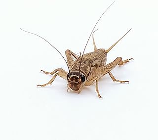 Eurocrickets Live Crickets, Sizes Mix 3-14 mm, 400 ml, Over 1000 Pieces Bulk Pack Food Insects Crickets Live, Feed Animals for Reptiles product image