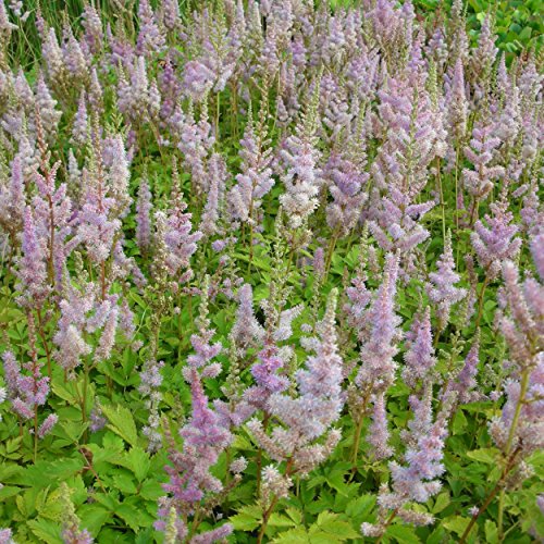 Astilbe chinensis var. pumila - Prachtspiere, im 0,5 Liter Topf, violettrosa blühend