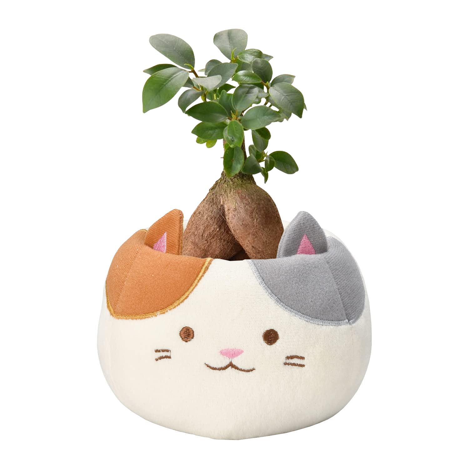 Amazon | 花のギフト社 ガジュマル ガジュマルの木 観葉植物 ミニ