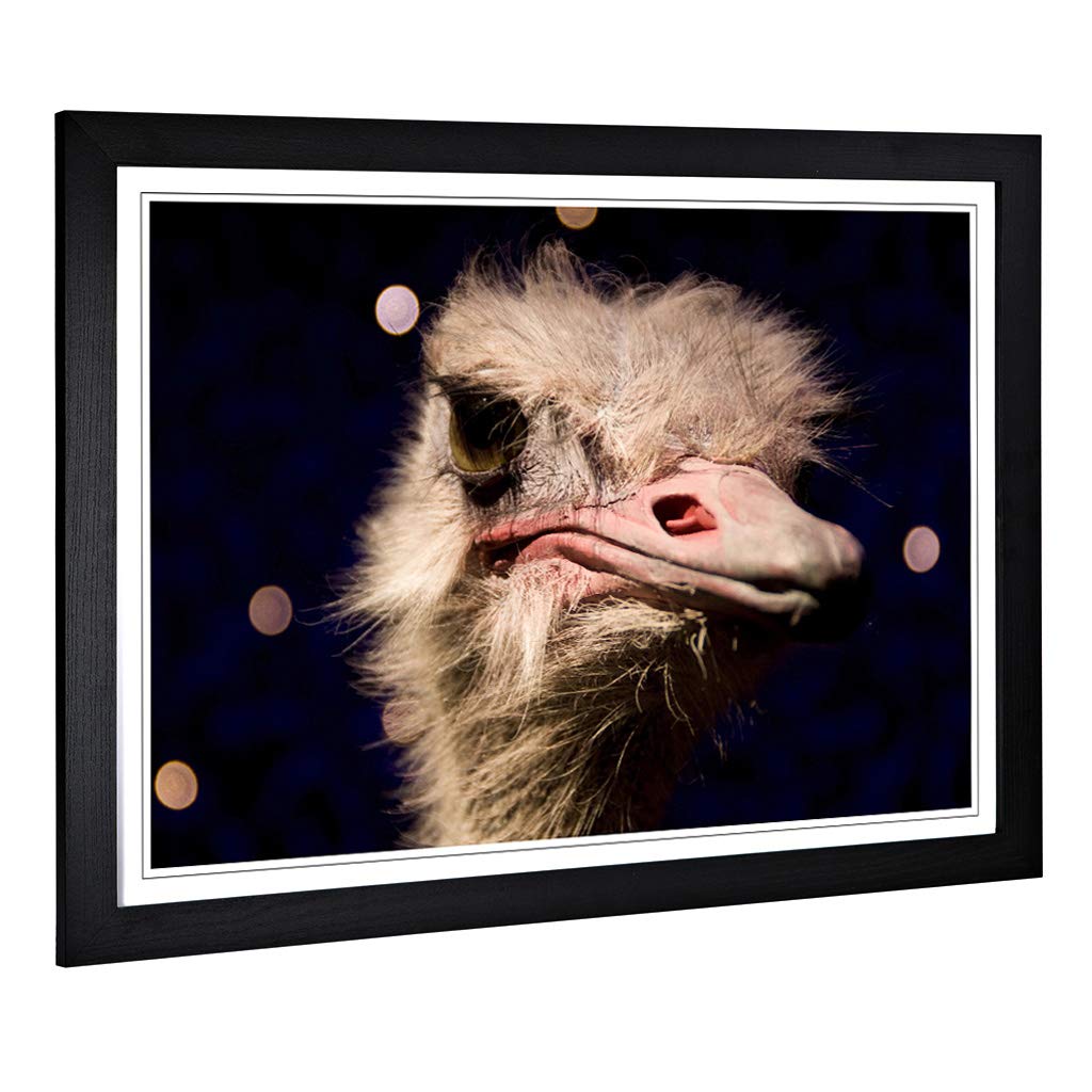 Big Box Art Framed Print of an Ostrich Design | Wall Art Picture | Home Decor for Kitchen, Living, Dining Room, Lounge, Bedroom, Hallway, Office, Black, A2 / 24.5x18 Inch / 62x45cm