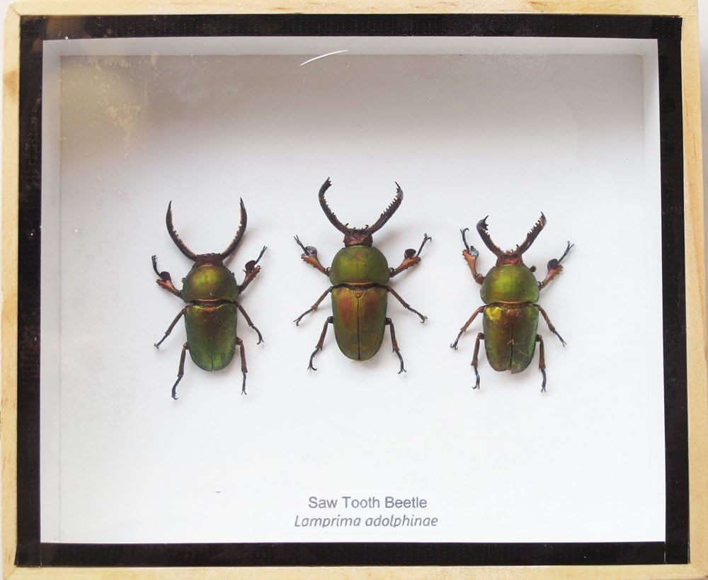 Very Rare Set 3 Real Sawtooth Beetle Insect Taxidermy in Wooden Box